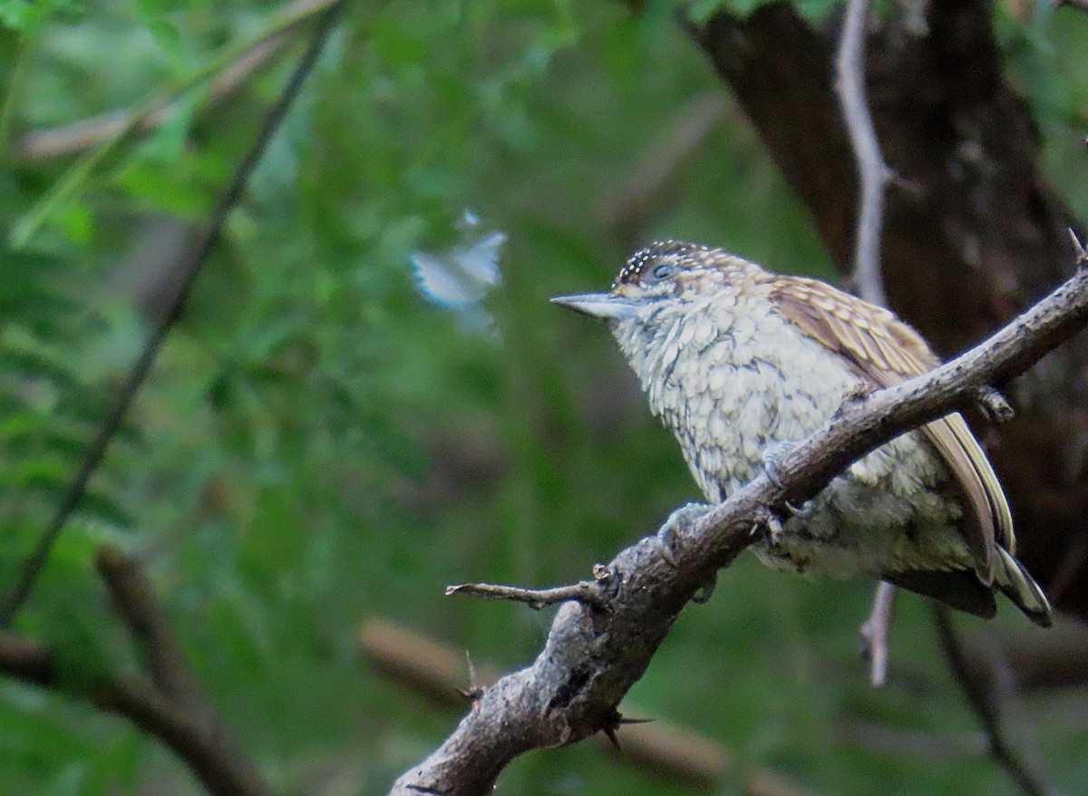 Scaled Piculet - ML503847121