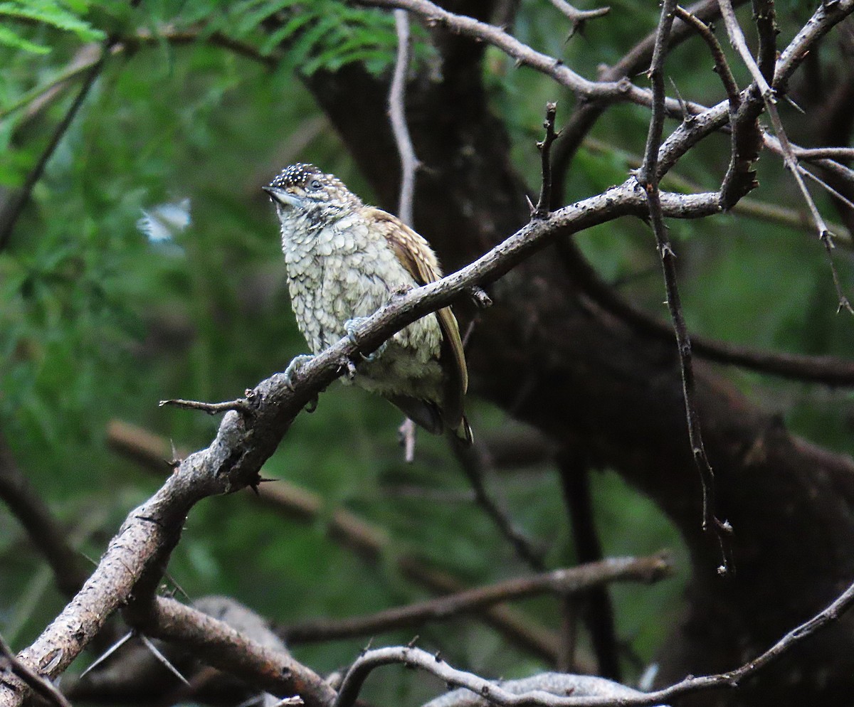 Scaled Piculet - ML503847131