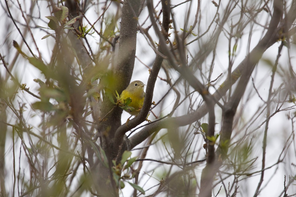 Nashville Warbler - Mike Collins