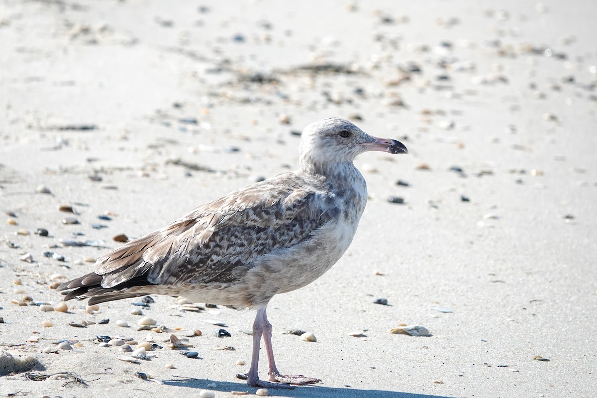 Herring Gull - Verlee Sanburg