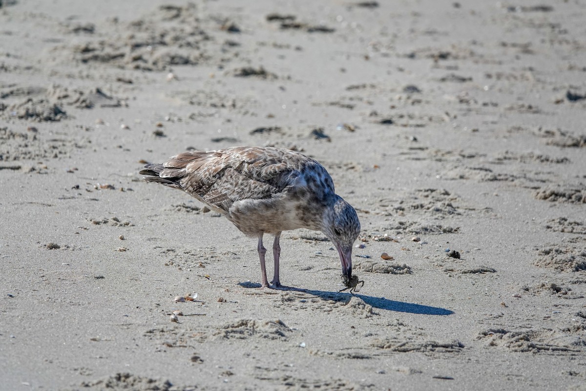 Herring Gull - Verlee Sanburg