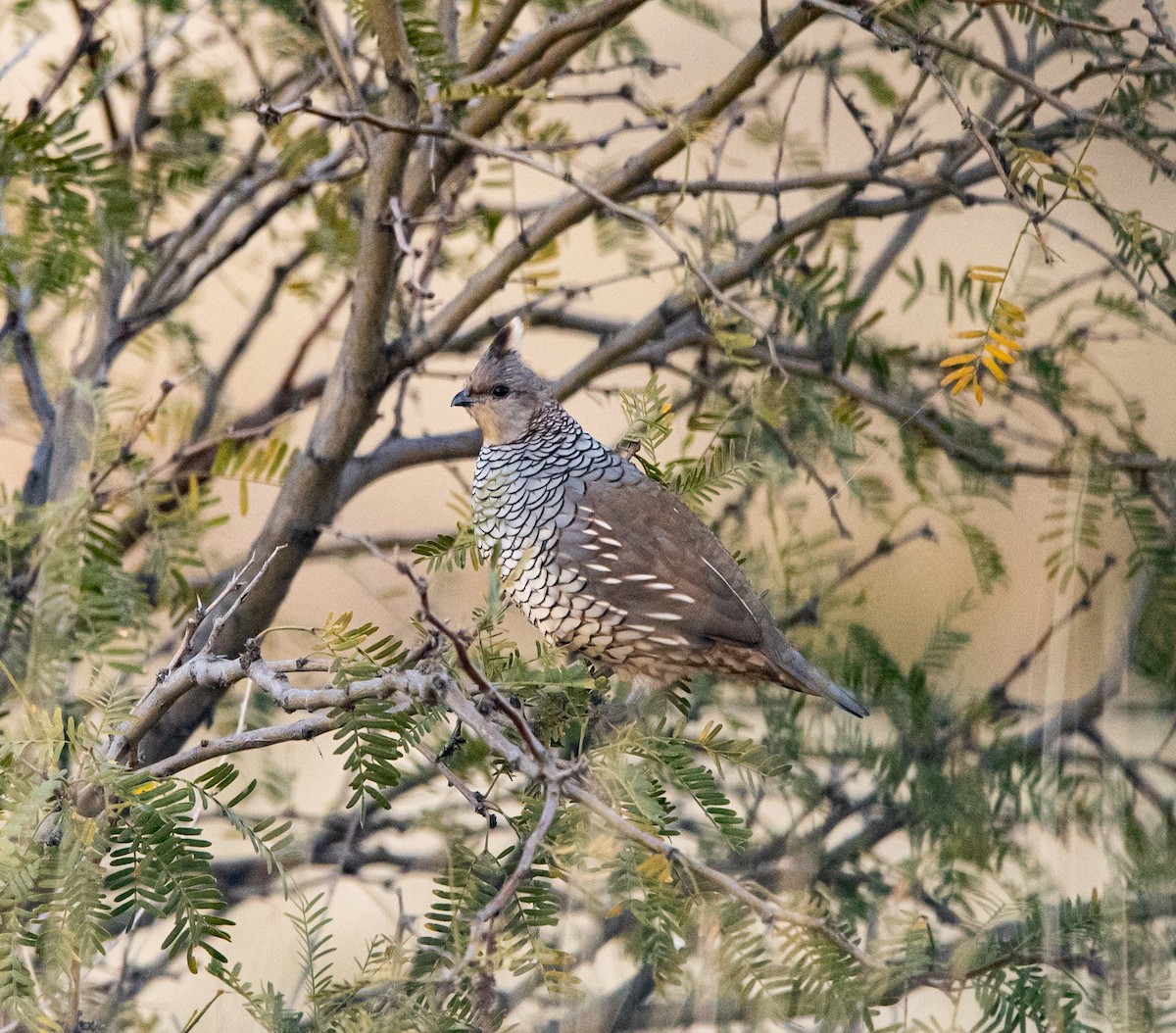 Scaled Quail - ML503849371