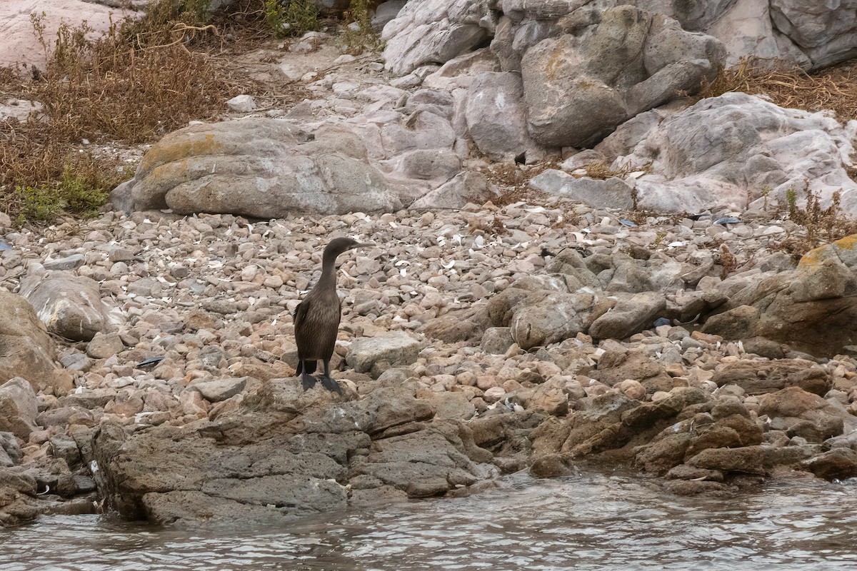 Cape Cormorant - Darryl Ryan