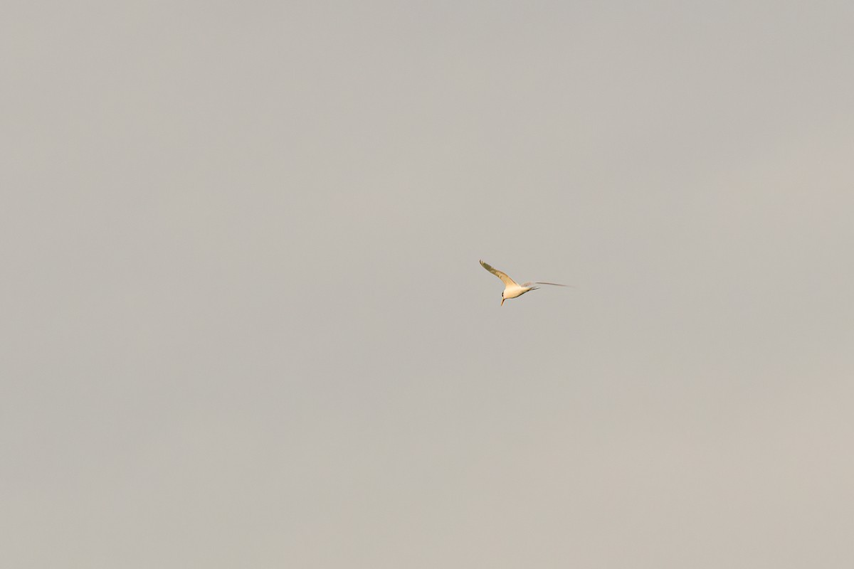 Caspian Tern - ML503849881