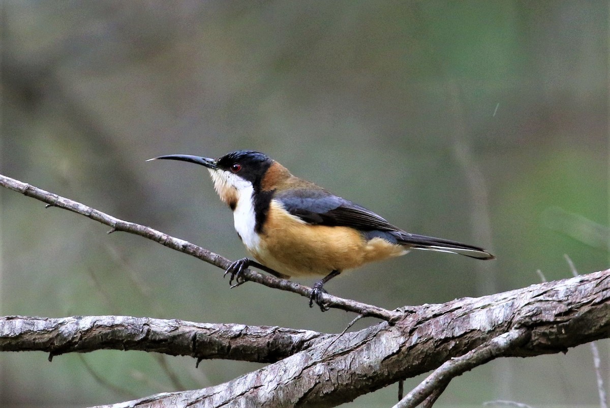 Eastern Spinebill - ML503851511