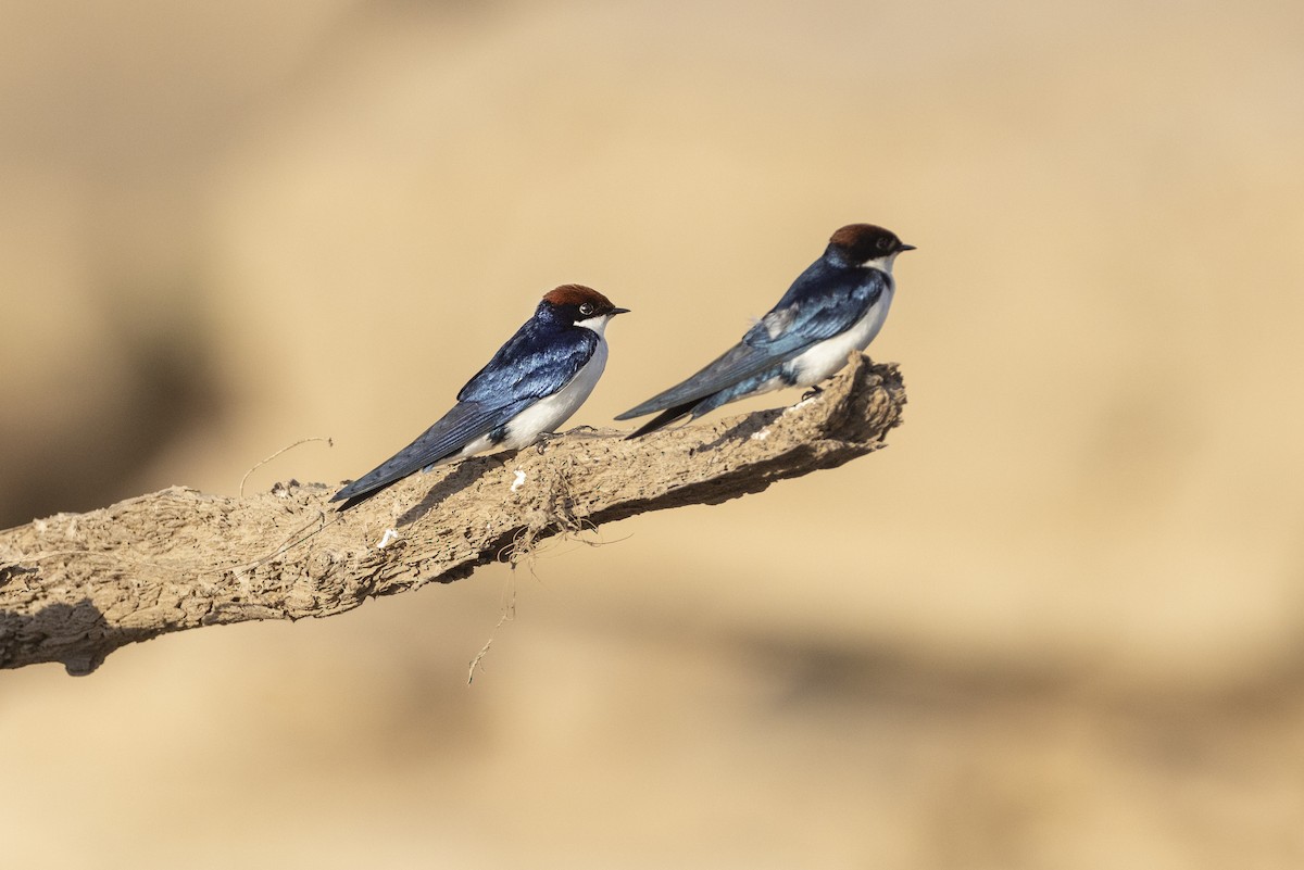 Wire-tailed Swallow - Jan-Peter  Kelder