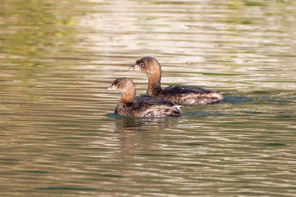 Pied-billed Grebe - Sally Carless