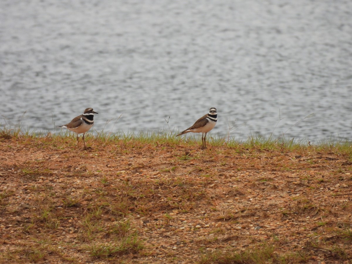 Killdeer - ML503854721