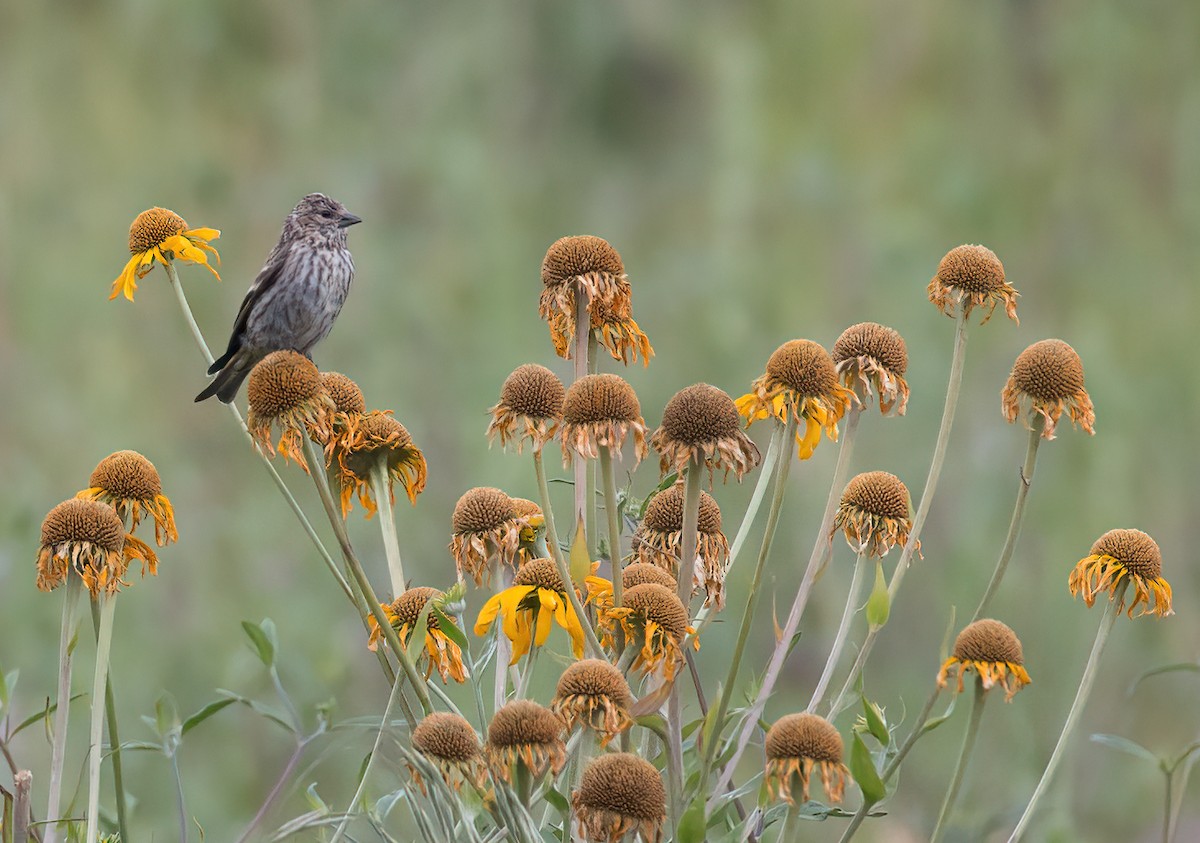 Pine Siskin - Robert McMorran