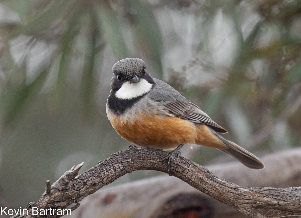 Rufous Whistler - ML503854831