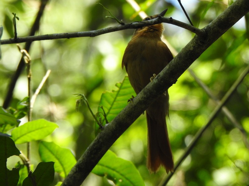 Buff-fronted Foliage-gleaner - Andy Frank