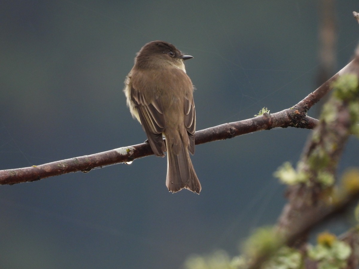 Eastern Phoebe - ML503855121