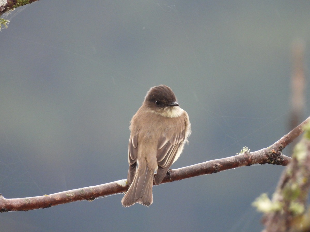 Eastern Phoebe - ML503855241