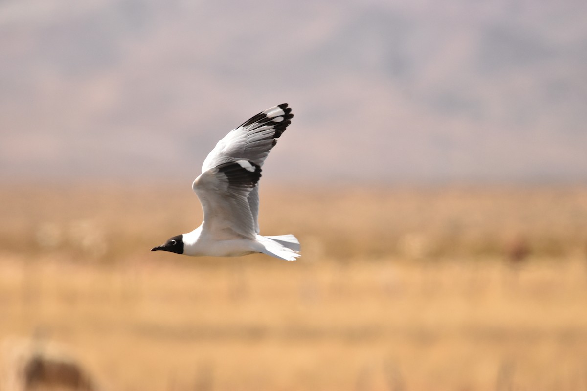 Andean Gull - ML503856131