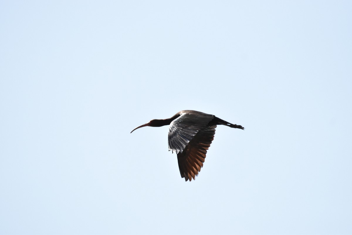 ibis andský - ML503856291