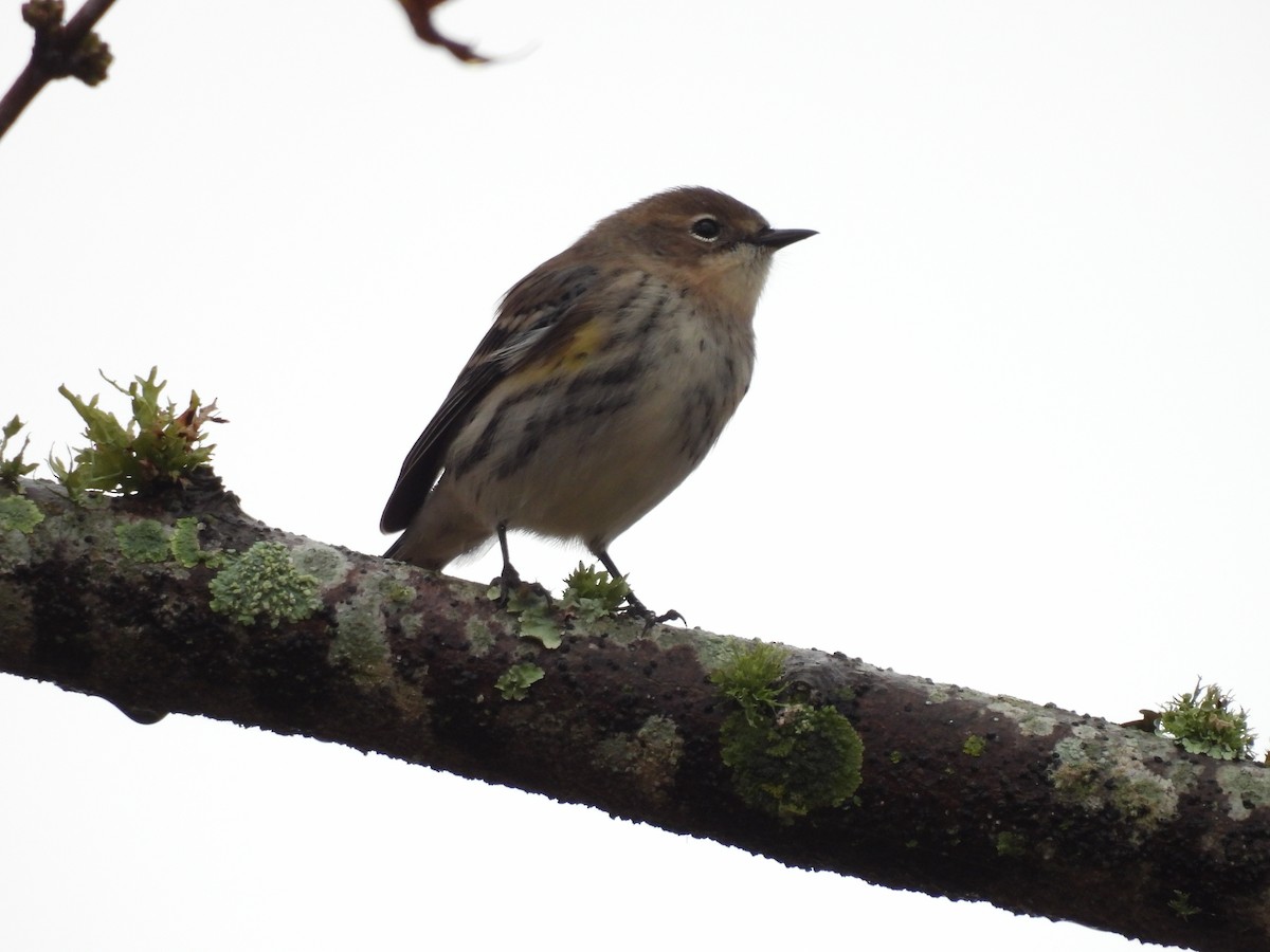 Yellow-rumped Warbler - ML503856901