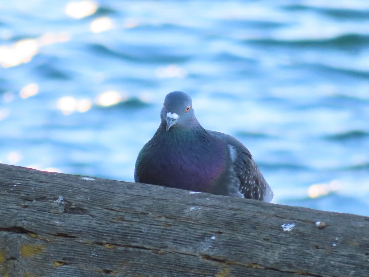 Rock Pigeon (Feral Pigeon) - ML503858031