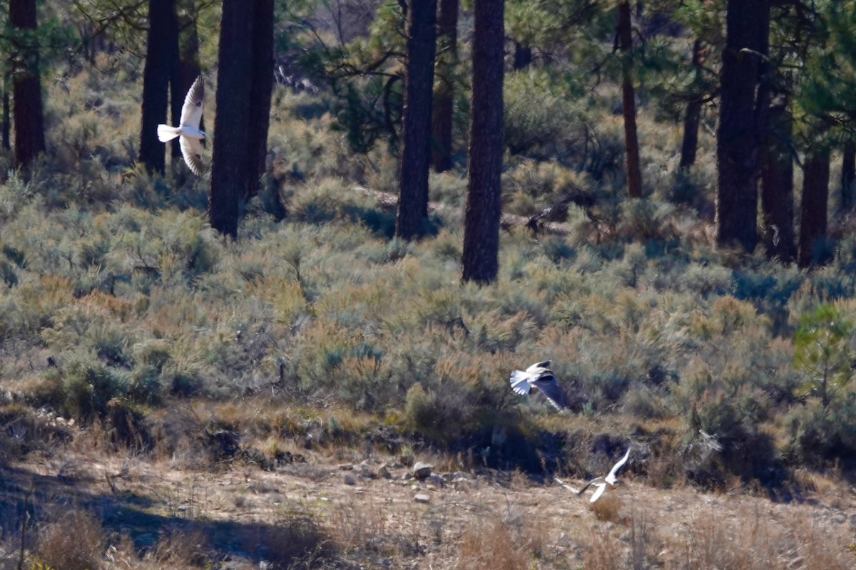 White-tailed Kite - Anne Cheung