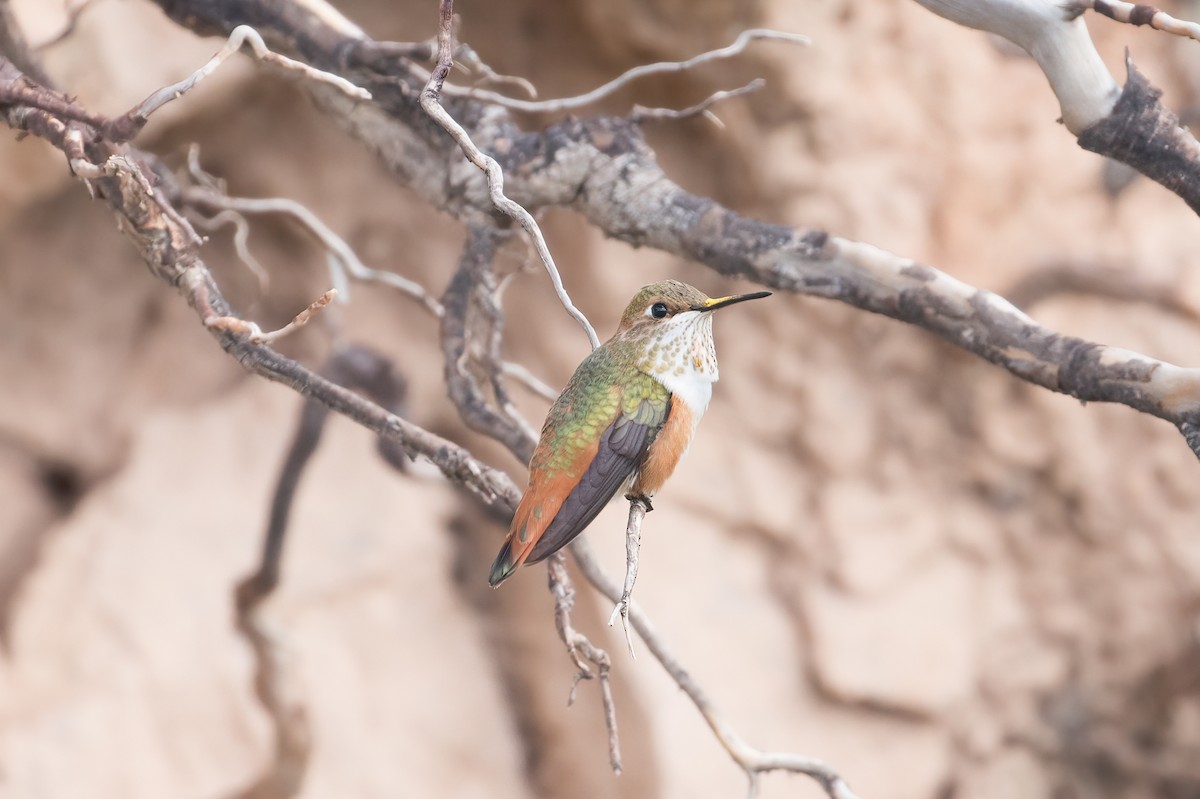 Rufous/Allen's Hummingbird - ML503859621