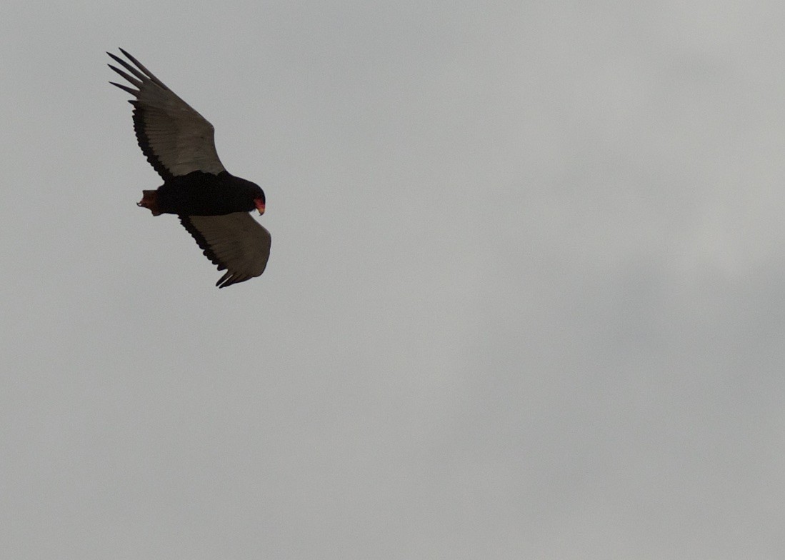 Bateleur - ML503862471