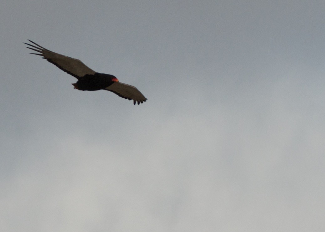 Bateleur - ML503862531