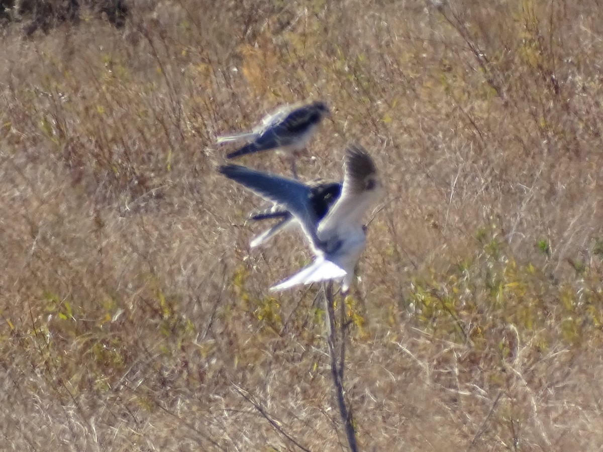 White-tailed Kite - Robin Roberts