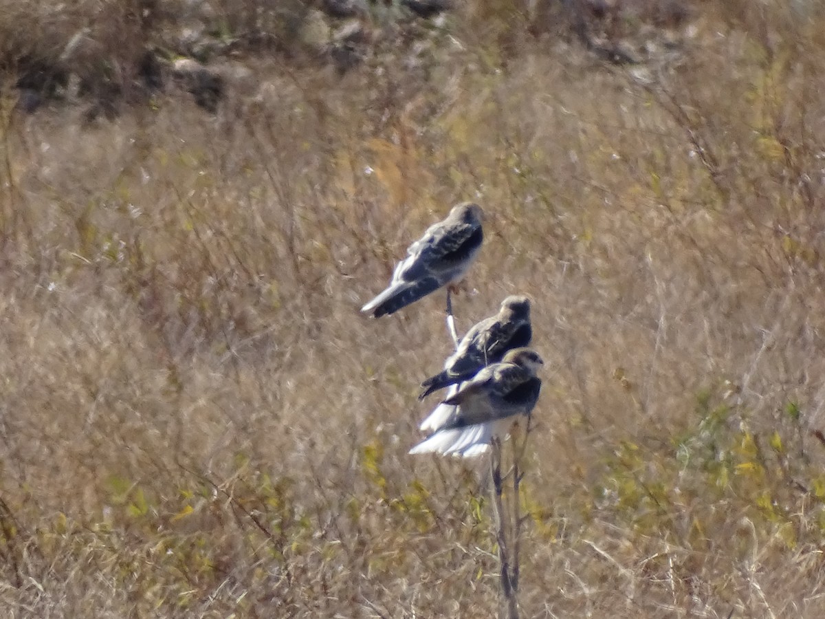 White-tailed Kite - ML503863641