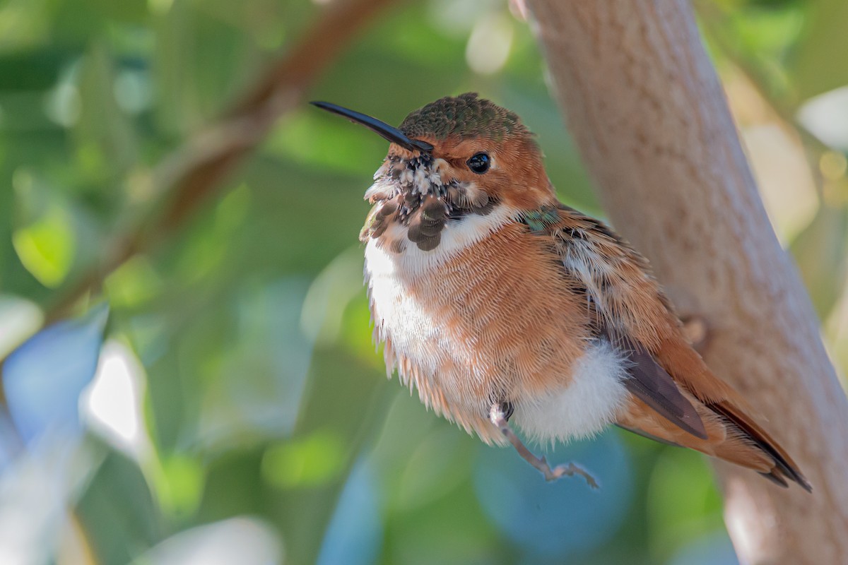 Allen's Hummingbird - ML503864001