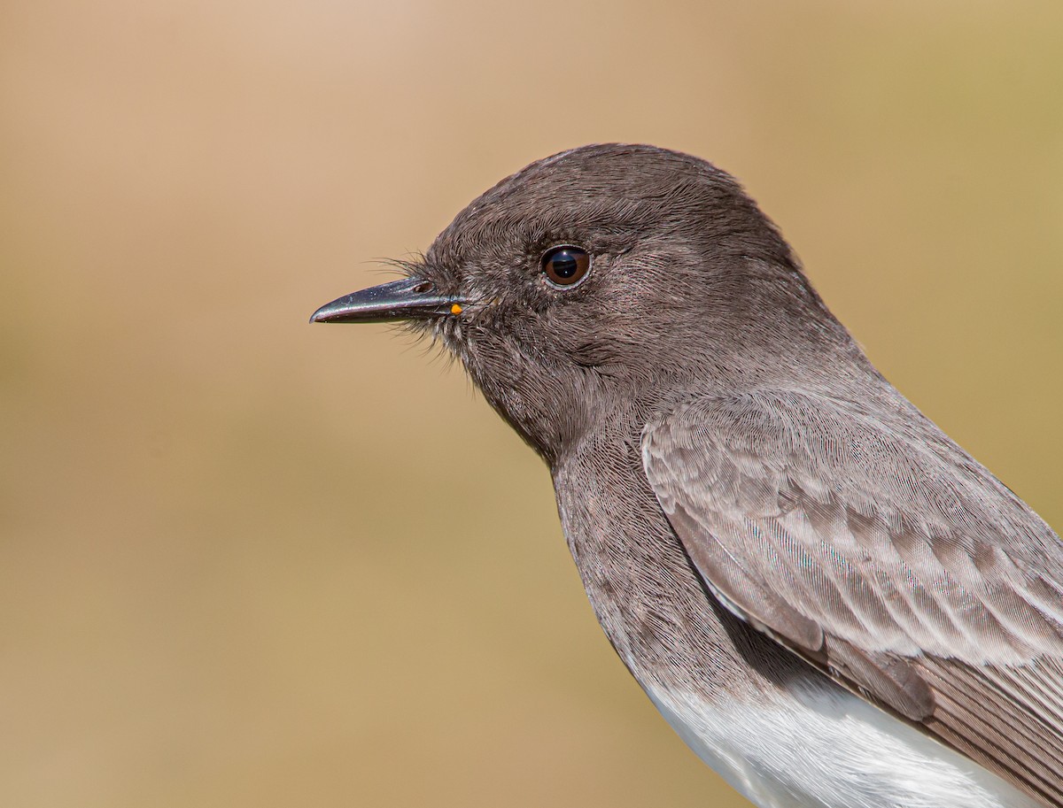 Black Phoebe - ML503864041