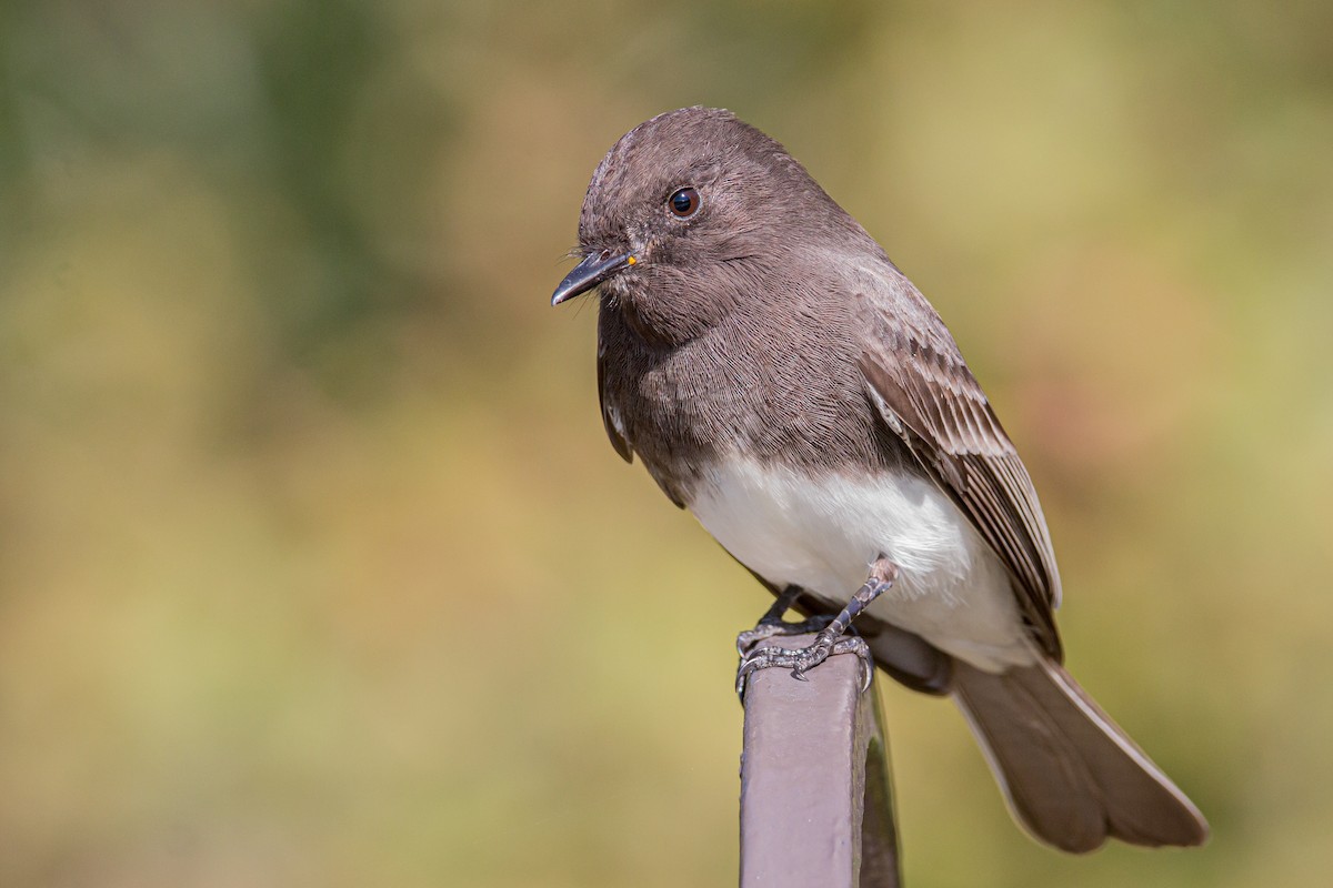 Black Phoebe - ML503864051