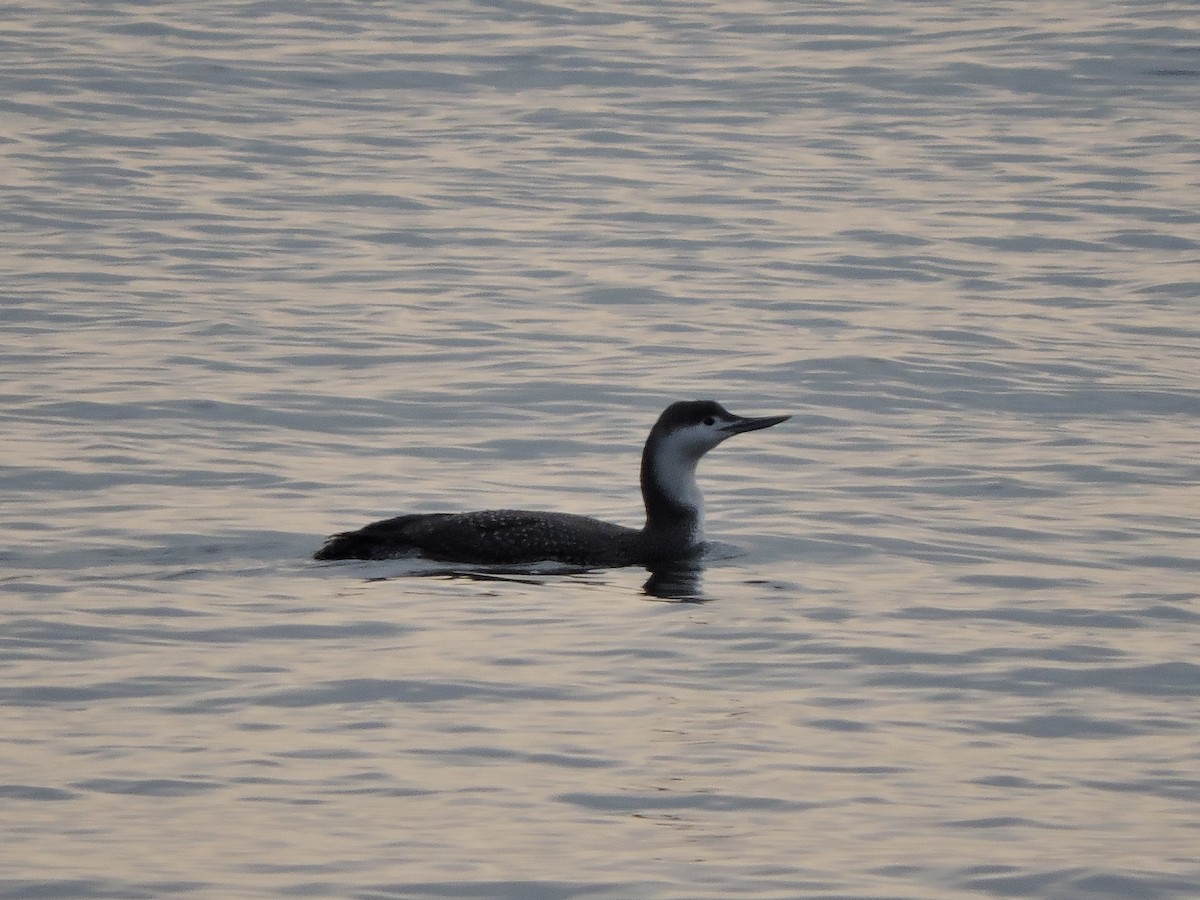 Red-throated Loon - ML50386581