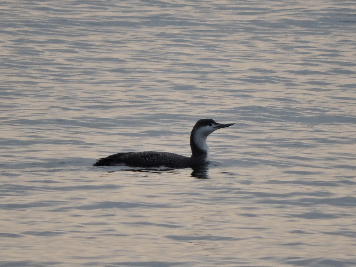 Plongeon catmarin - ML50386581