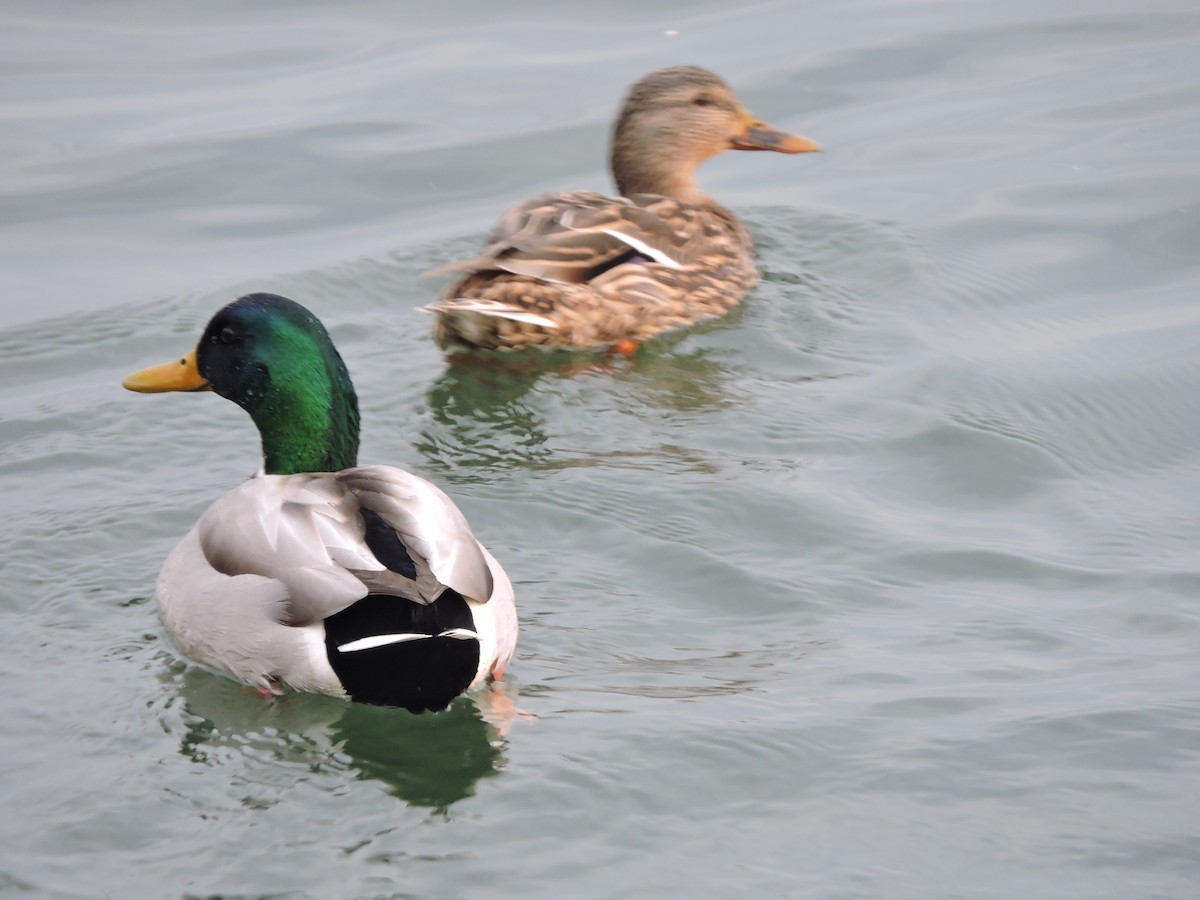 Mallard - ML50386591