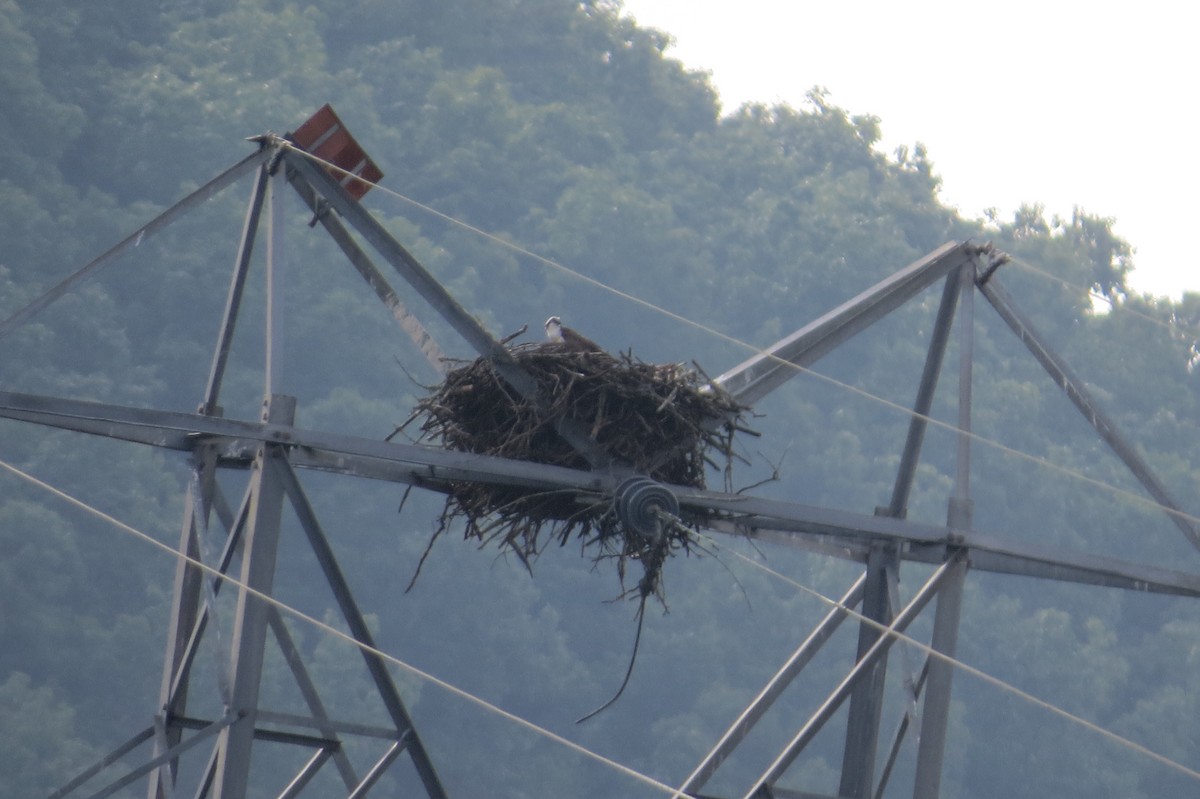 Osprey - ML503866871