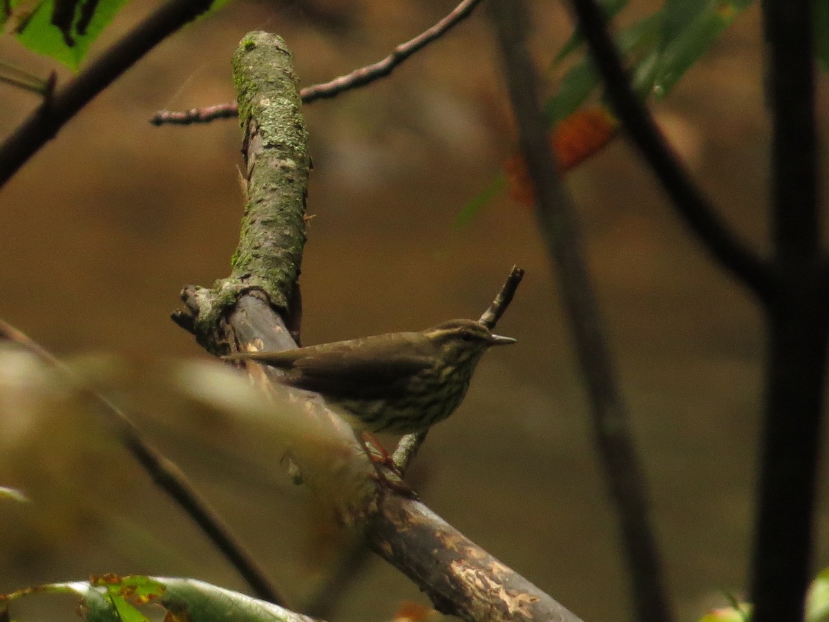 Northern Waterthrush - ML503866931