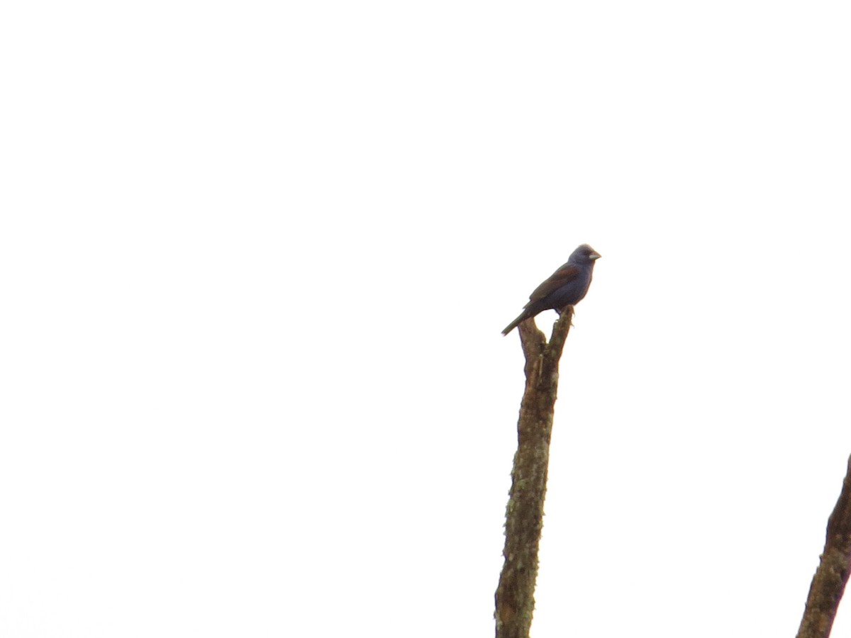 Blue Grosbeak - ML503867121