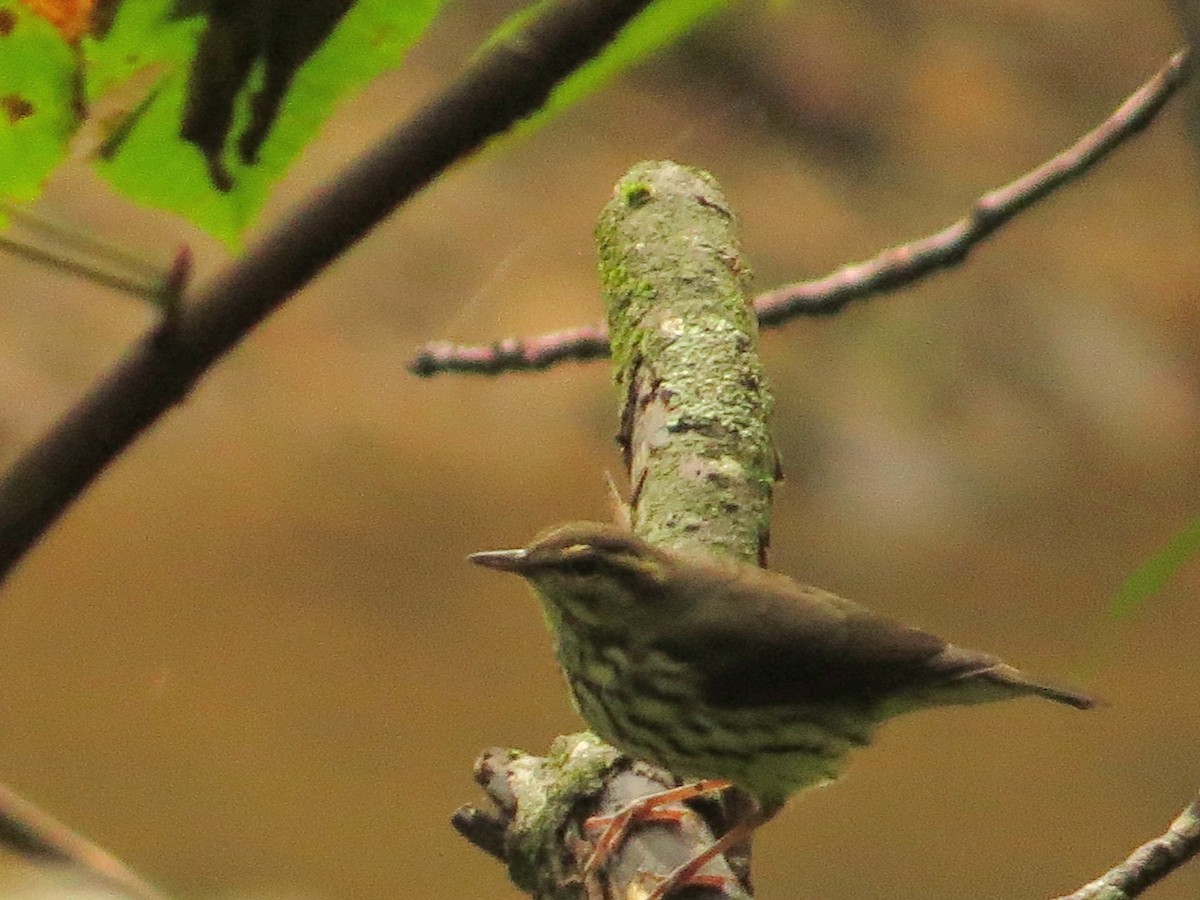 Northern Waterthrush - ML503867131