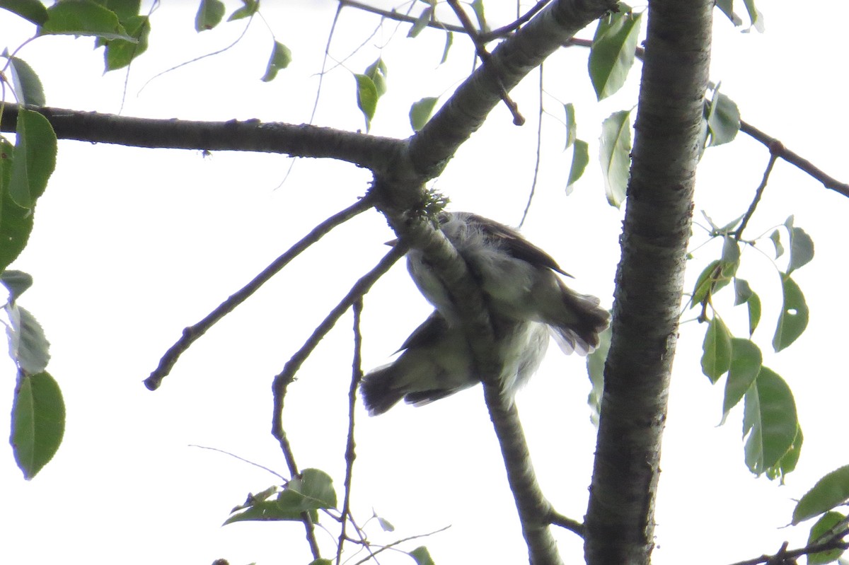 Eastern Wood-Pewee - ML503867201
