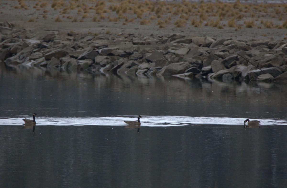 Canada Goose - Walter Thorne