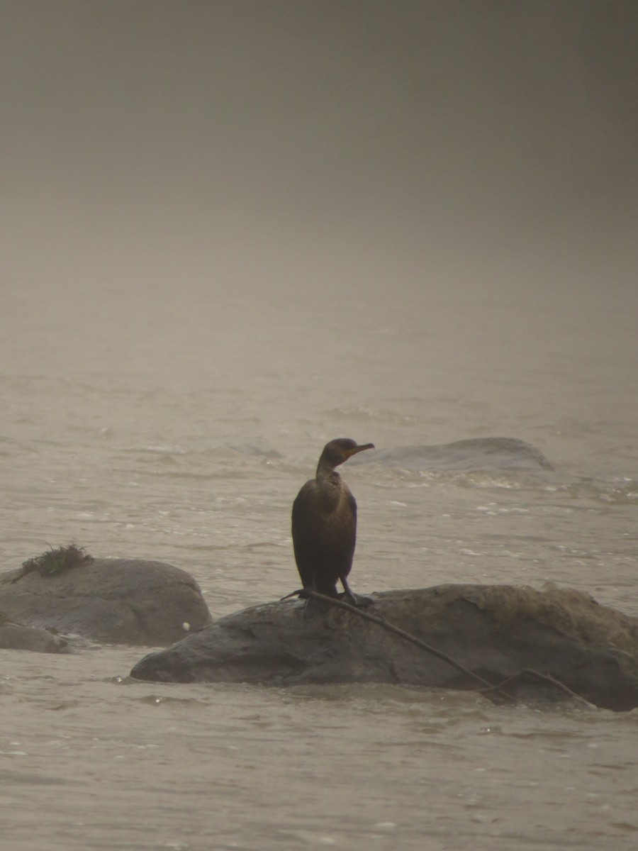 Double-crested Cormorant - ML503868311
