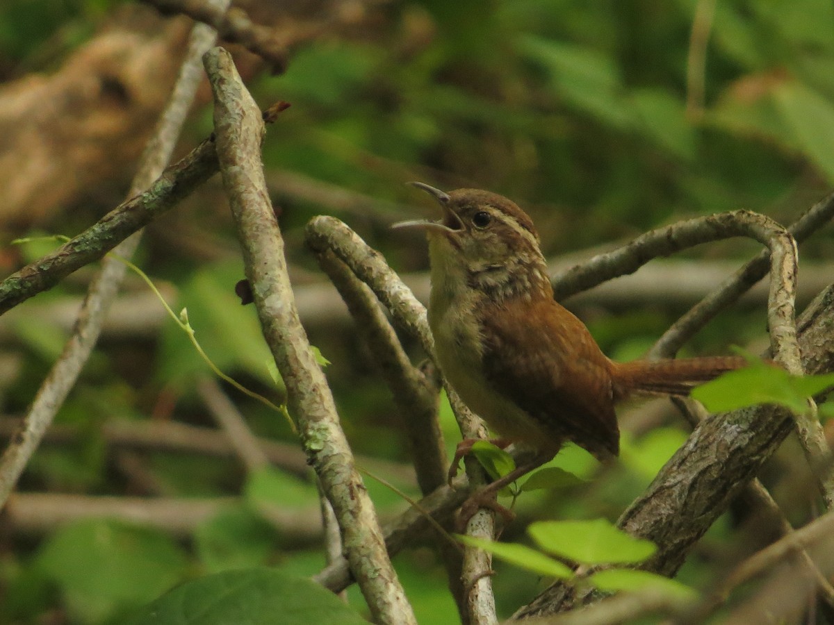 Carolina Wren - ML503868381
