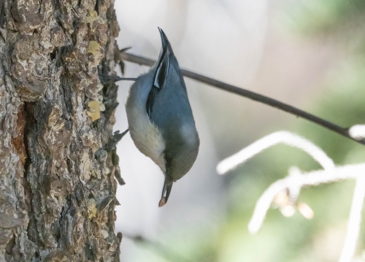 Pygmy Nuthatch - Abby Sesselberg