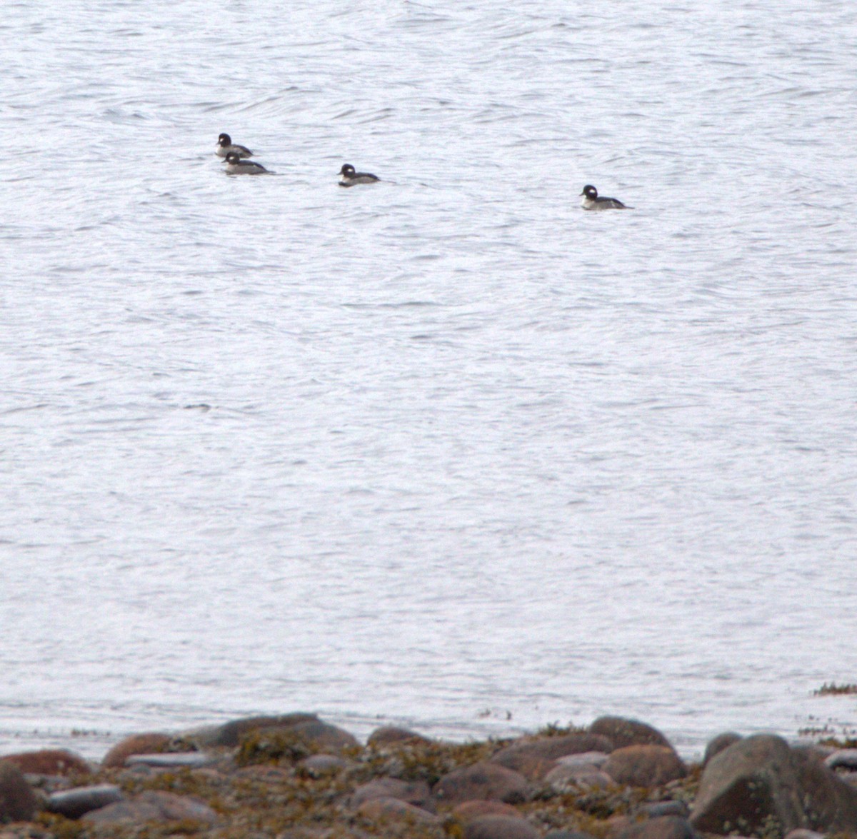 Bufflehead - ML503870041