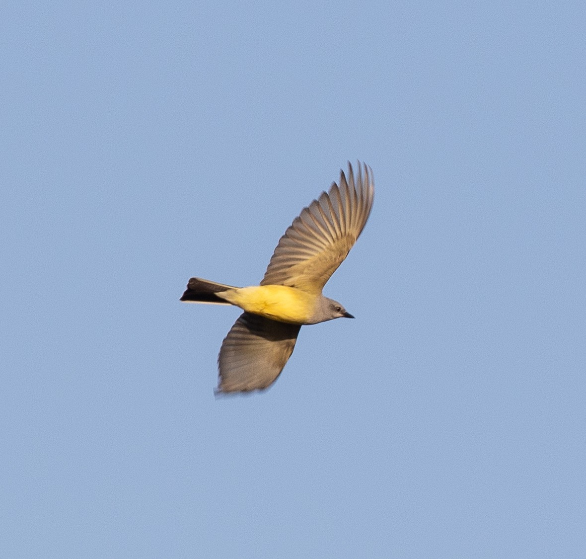 Western Kingbird - Skye Haas