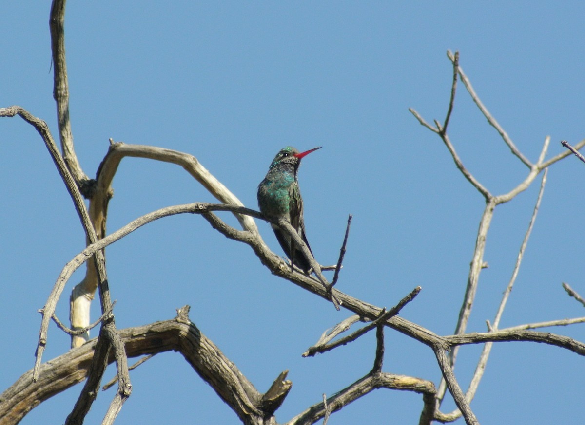 Broad-billed Hummingbird - ML503870901