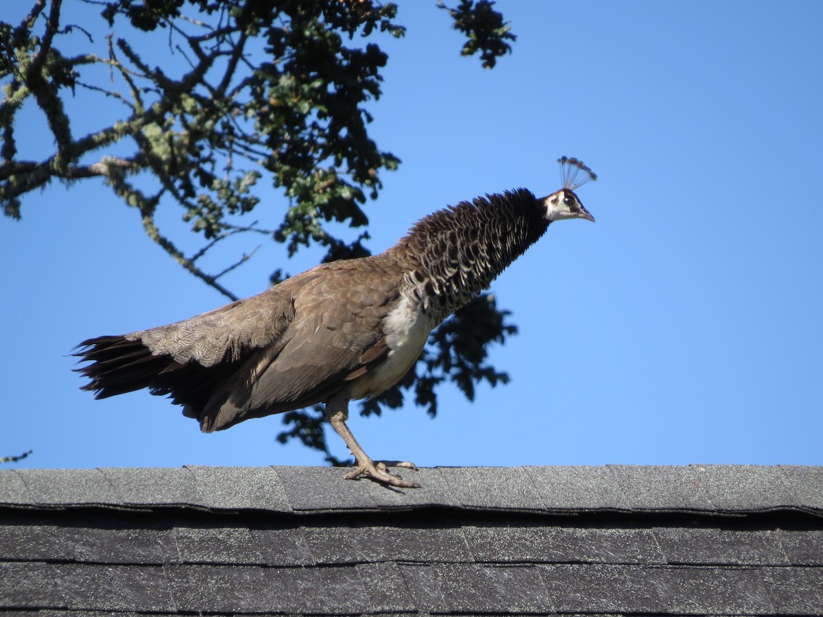 Indian Peafowl (Domestic type) - ML503871491