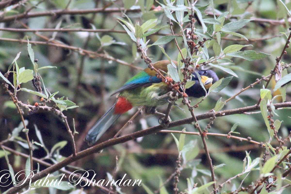 Büyük Barbet - ML503871821