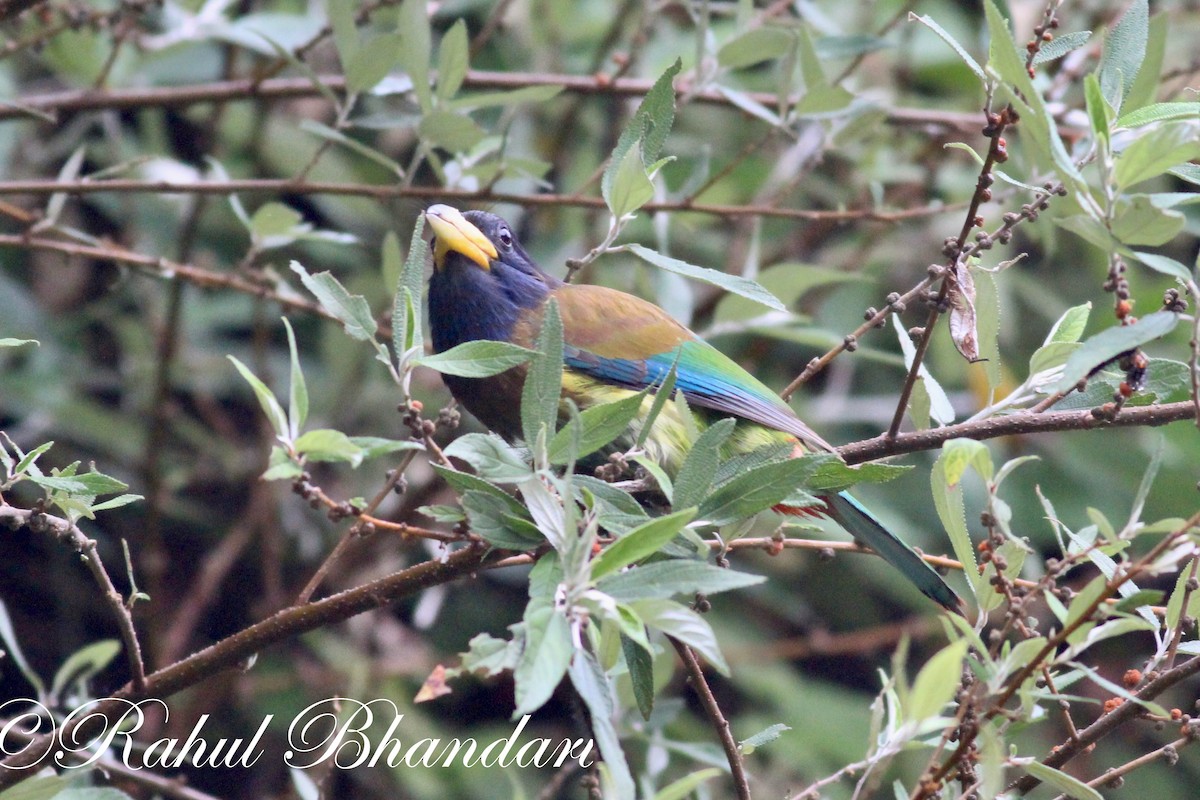 Great Barbet - ML503871831