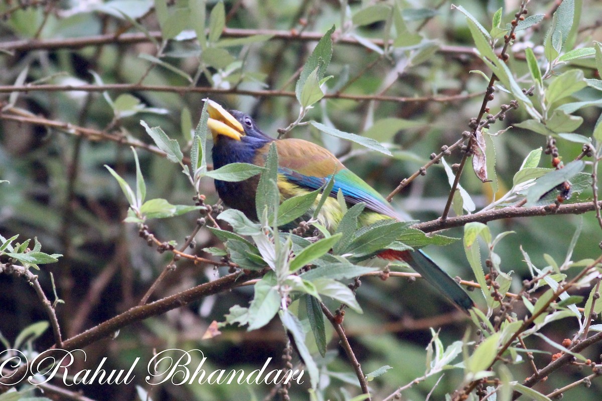 Great Barbet - ML503871841