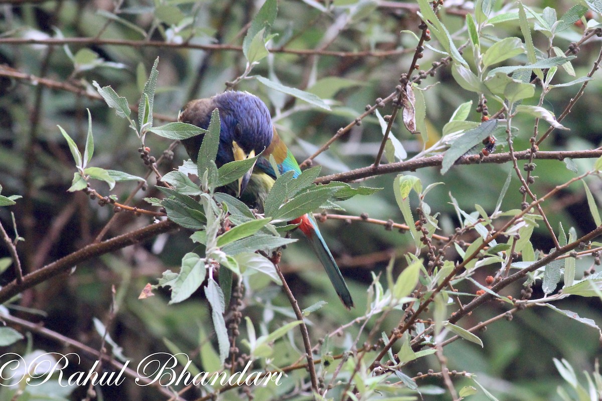 Great Barbet - ML503871861